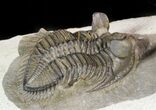 Dramatic Tower-Eyed Erbenochile Trilobite With Barrandeops #46442-2